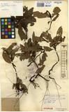 Specimen picture.