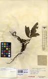 Specimen picture.