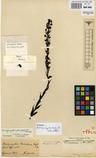Specimen picture.