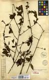 Specimen picture.