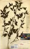 Specimen picture.
