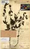 Specimen picture.