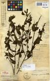 Specimen picture.