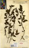 Specimen picture.