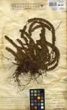 Specimen picture.