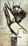 Specimen picture.