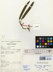 Specimen picture.