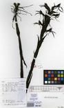 Specimen picture.