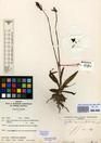 Specimen picture.