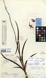 Specimen picture.