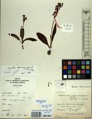 Specimen picture.