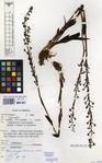 Specimen picture.