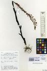 Specimen picture.