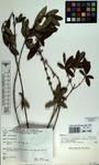 Specimen picture.