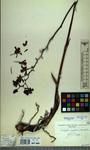 Specimen picture.