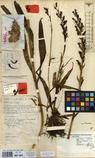 Specimen picture.