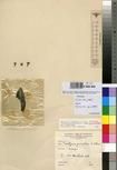 Specimen picture.
