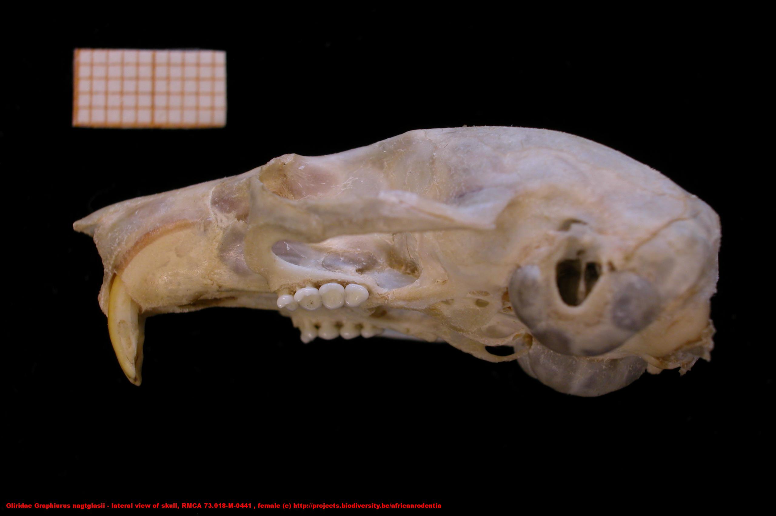 Gliridae ›› Graphiurus nagtglasii lateral view of skull, RMCA 73.018