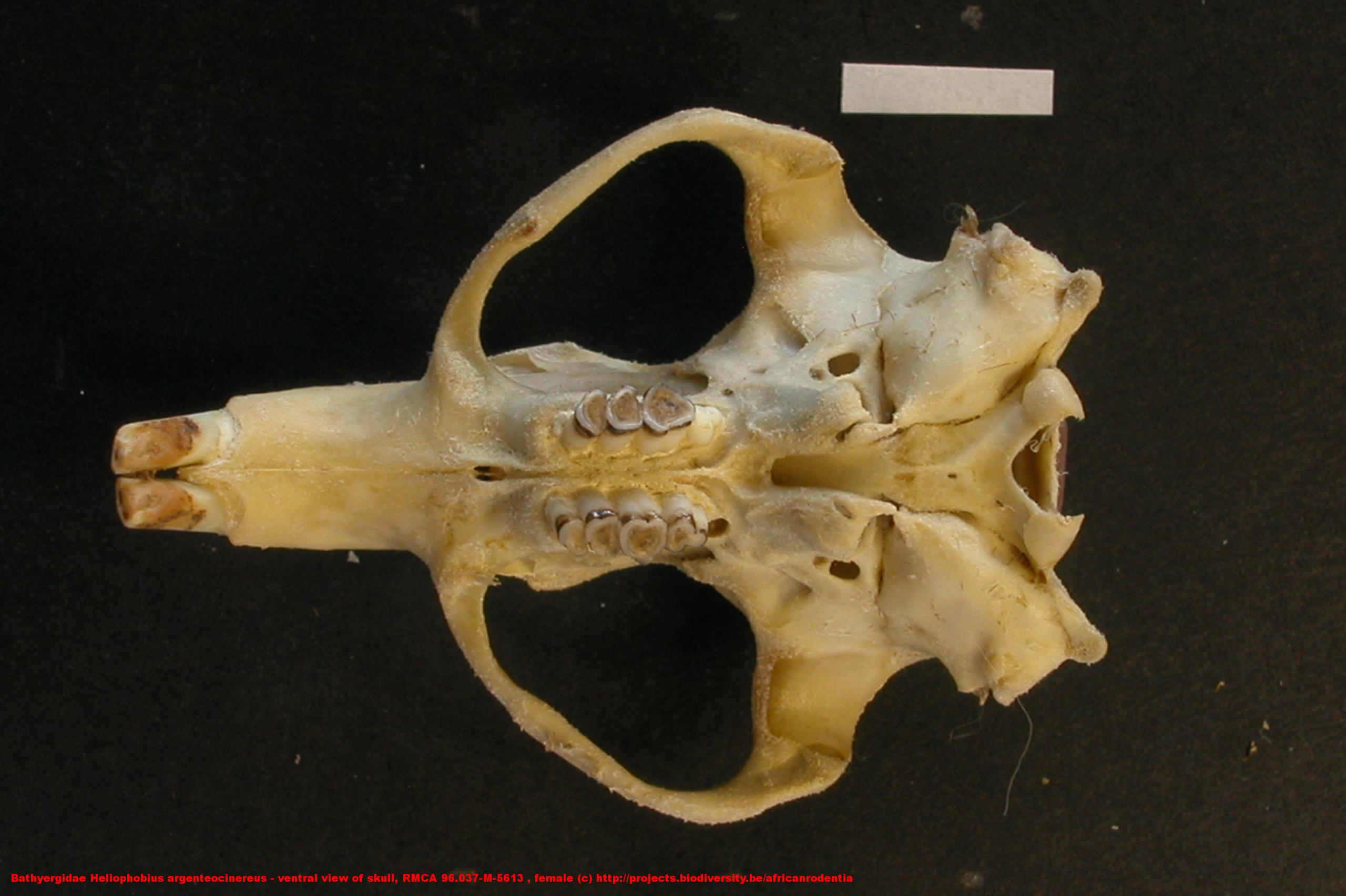 Bathyergidae ›› Heliophobius argenteocinereus - ventral view of skull ...