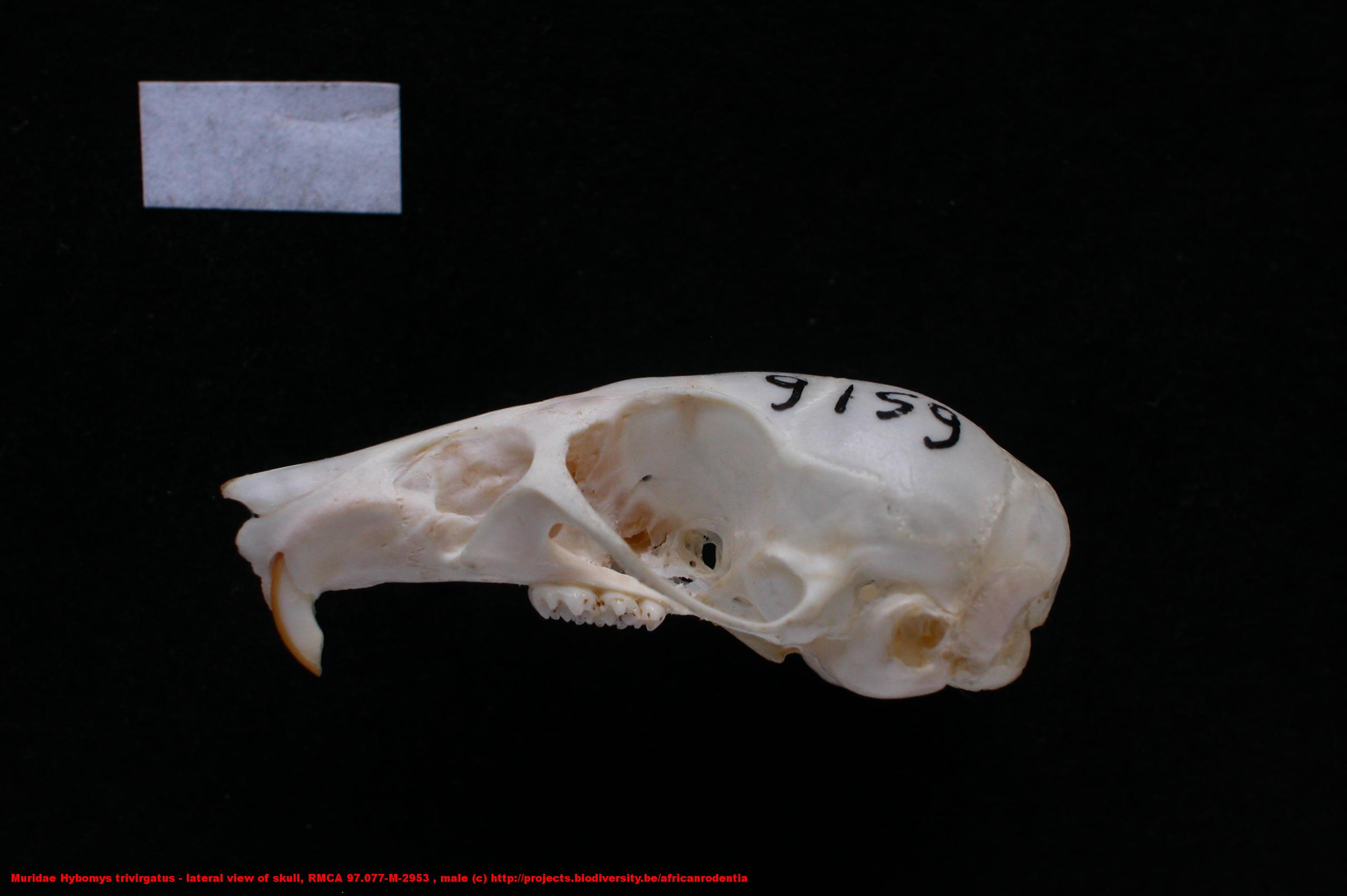 Muridae ›› Hybomys trivirgatus - lateral view of skull, RMCA 97.077-M ...