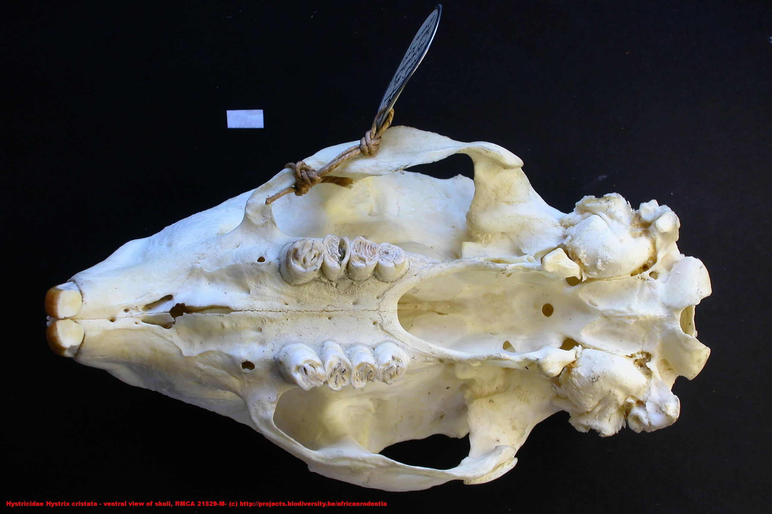 Hystricidae ›› Hystrix cristata - ventral view of skull, RMCA 21529-M ...