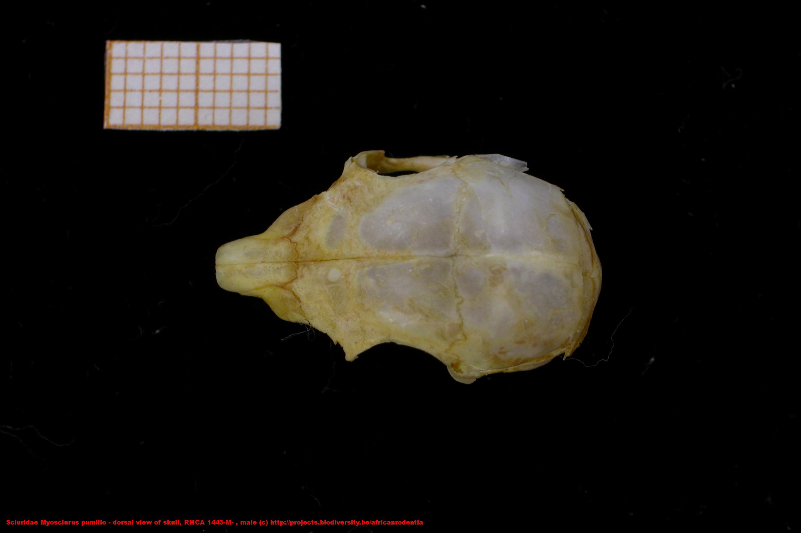 Sciuridae ›› Myosciurus pumilio - dorsal view of skull, RMCA 1443-M ...