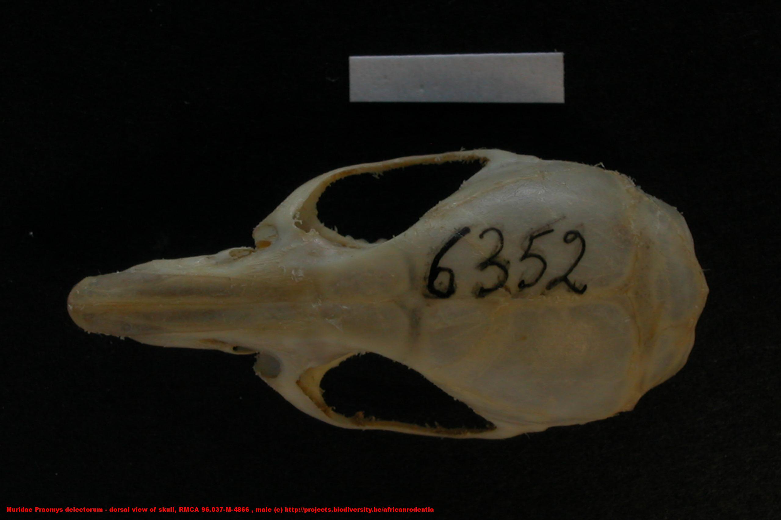 Muridae ›› Praomys delectorum - dorsal view of skull, RMCA 96.037-M ...