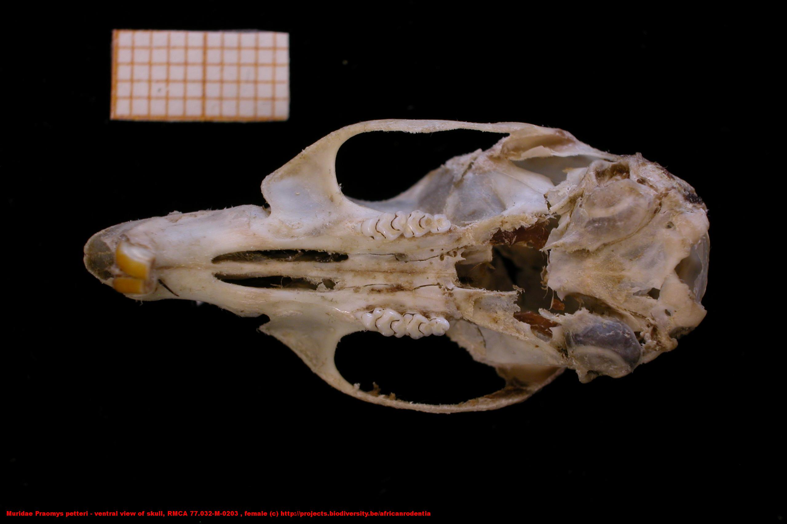 Muridae ›› Praomys petteri - ventral view of skull, RMCA 77.032-M-0203 ...