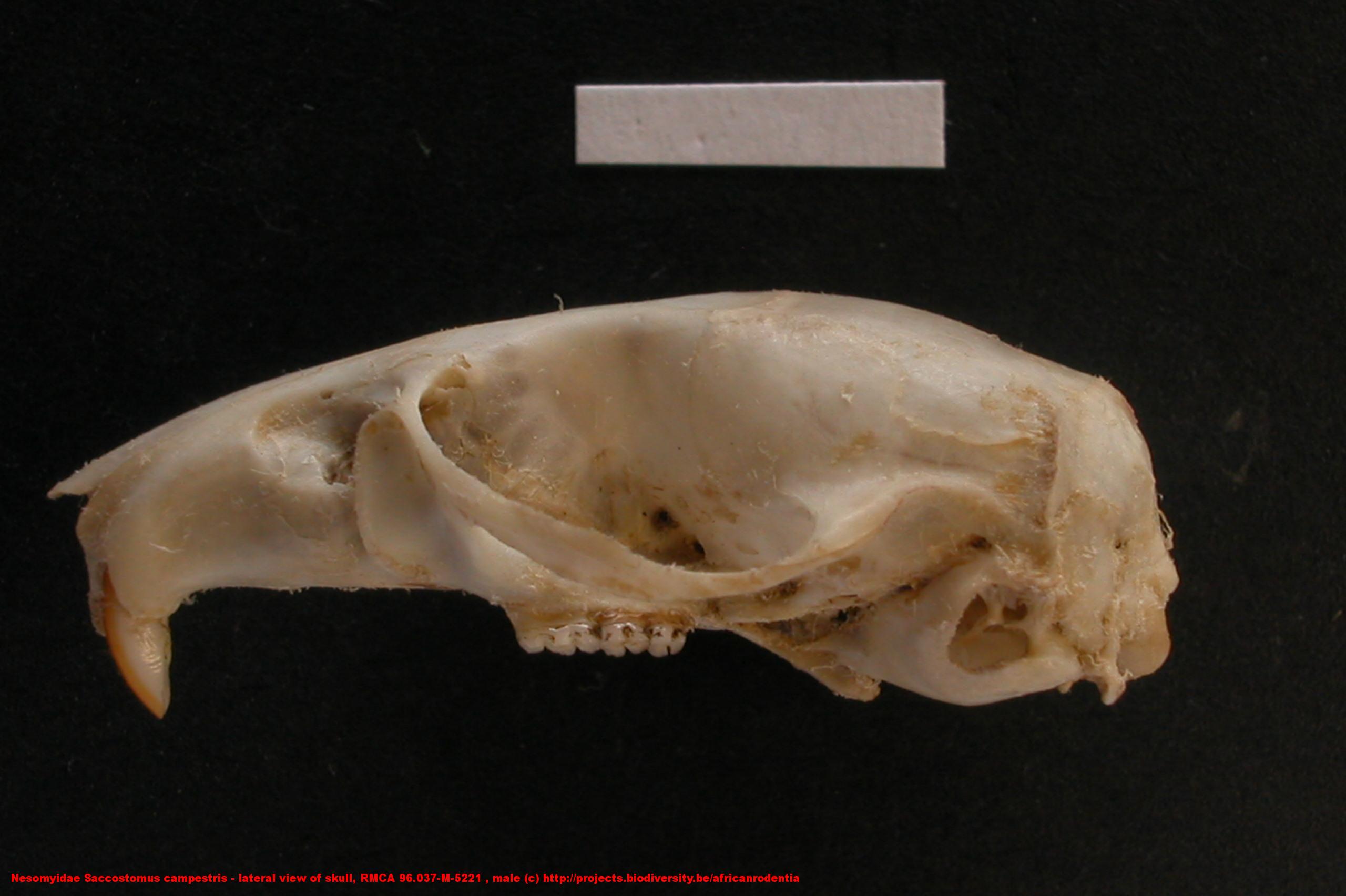 Nesomyidae ›› Saccostomus campestris lateral view of skull, RMCA 96.