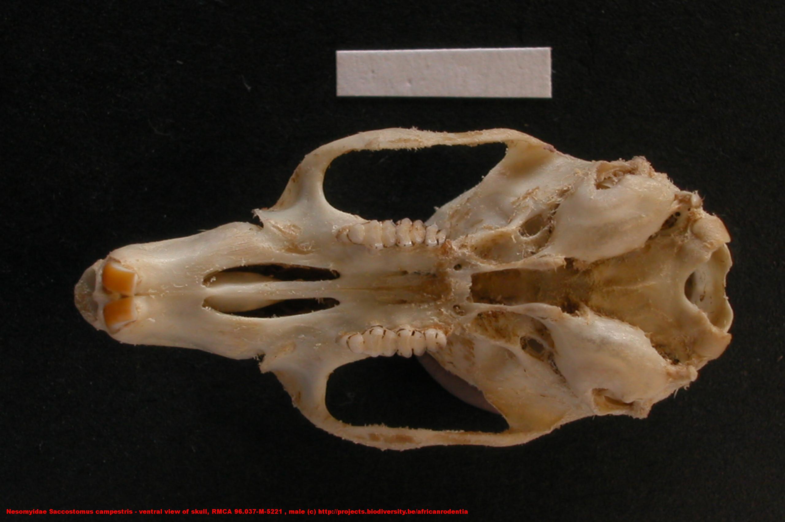 Nesomyidae ›› Saccostomus campestris ventral view of skull, RMCA 96.