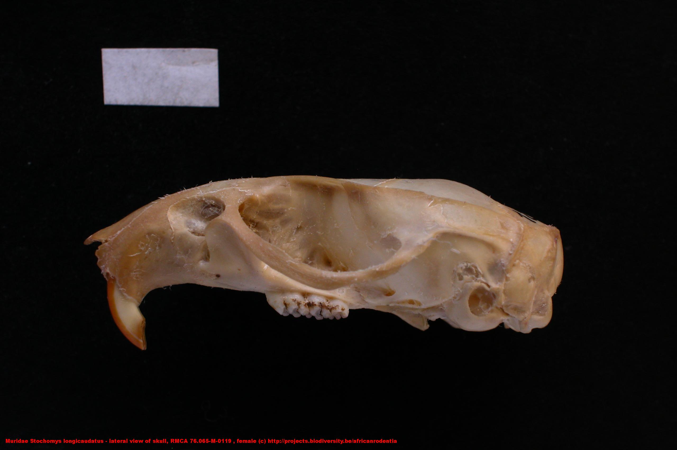 Muridae ›› Stochomys longicaudatus - lateral view of skull, RMCA 76.065 ...