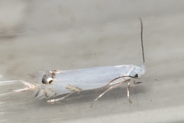 Species representative picture