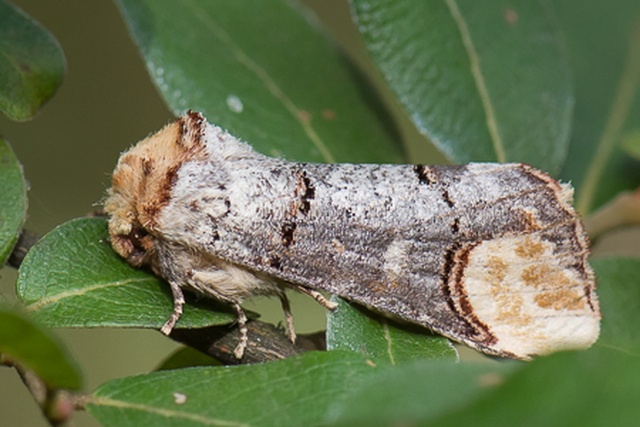 Notodontidae - Catalogue of the Lepidoptera of Belgium