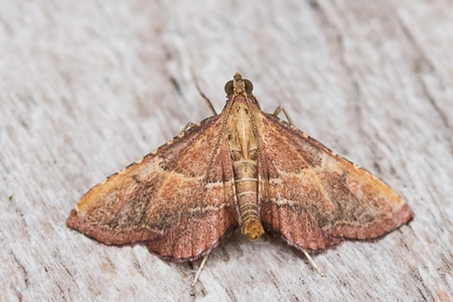 Pyralidae - Catalogue of the Lepidoptera of Belgium