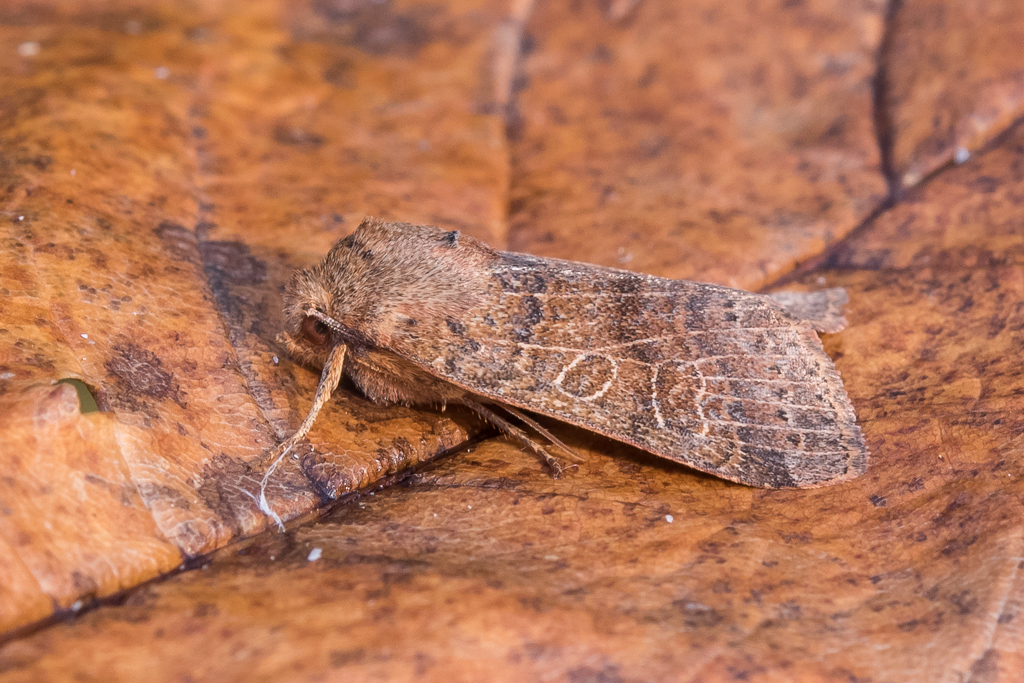 Anchoscelis nitida - Catalogue of the Lepidoptera of Belgium
