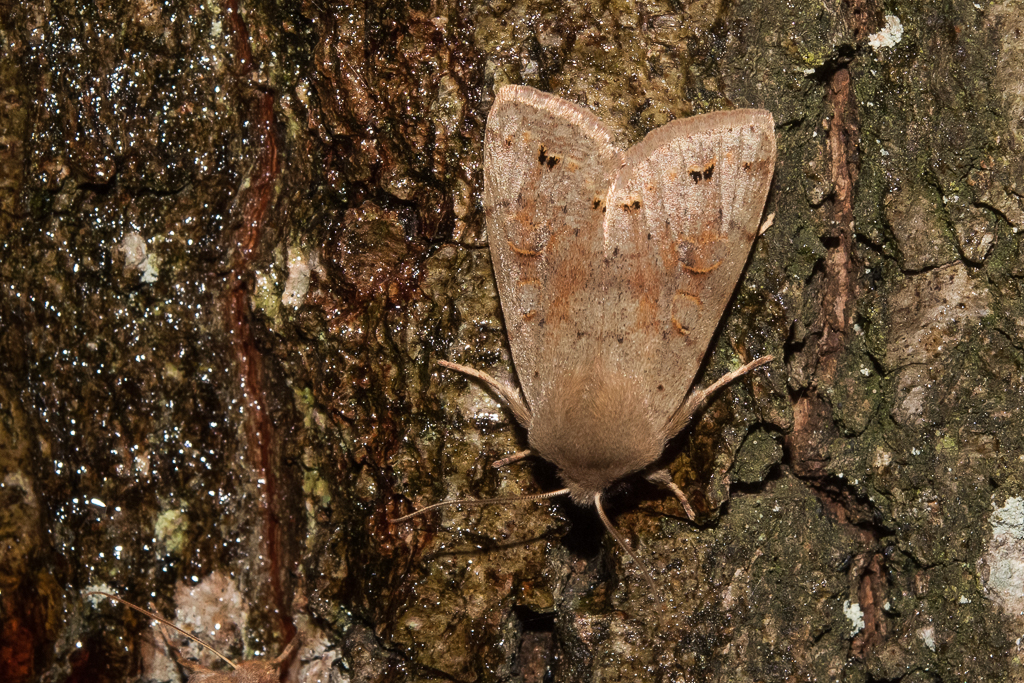 Anorthoa munda - Catalogue of the Lepidoptera of Belgium