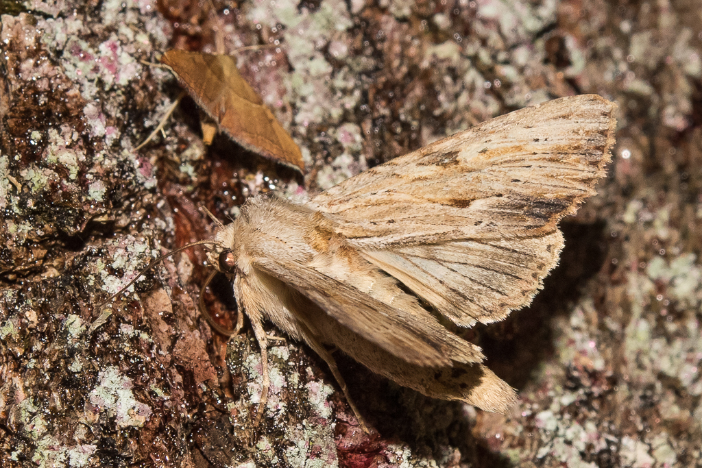 Apamea lithoxylaea - Catalogue of the Lepidoptera of Belgium