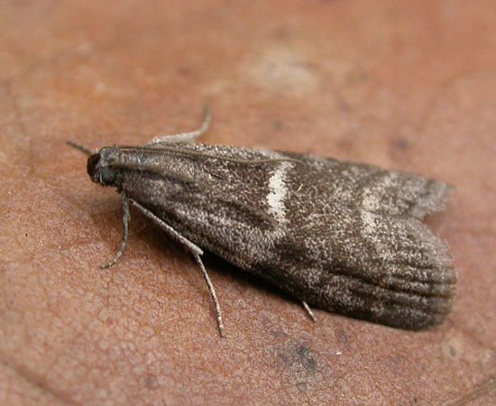 Apomyelois bistriatella - Catalogue of the Lepidoptera of Belgium