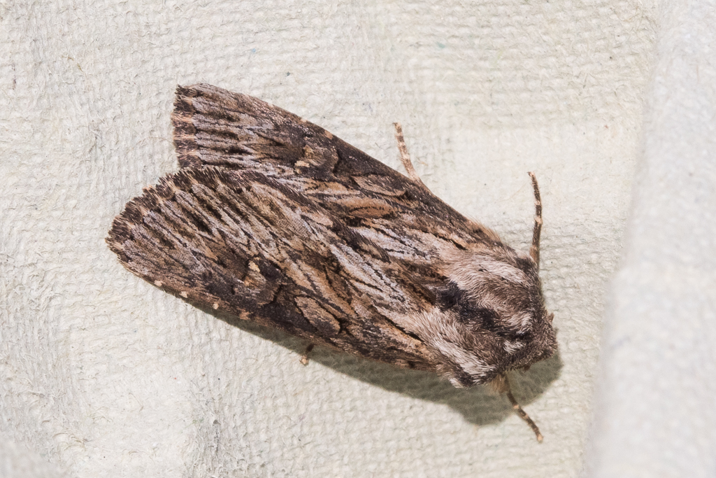 Aporophyla australis - Catalogue of the Lepidoptera of Belgium