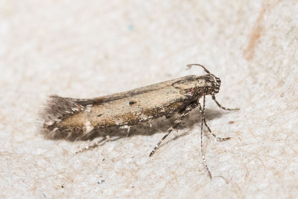 Aristotelia brizella - Catalogue of the Lepidoptera of Belgium