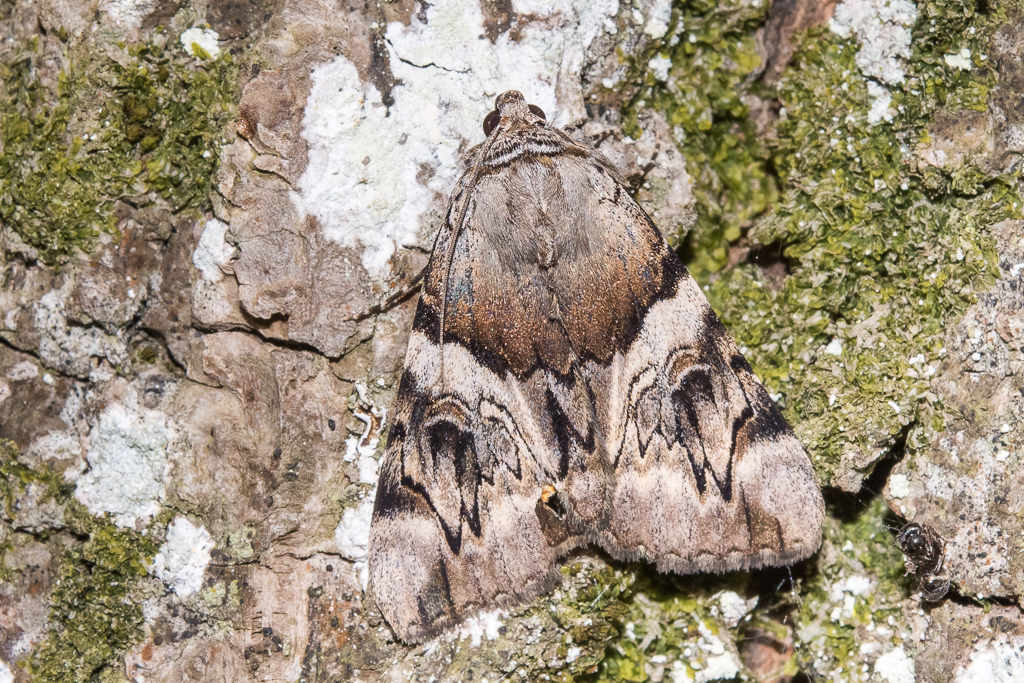 Catocala fulminea - Catalogue of the Lepidoptera of Belgium