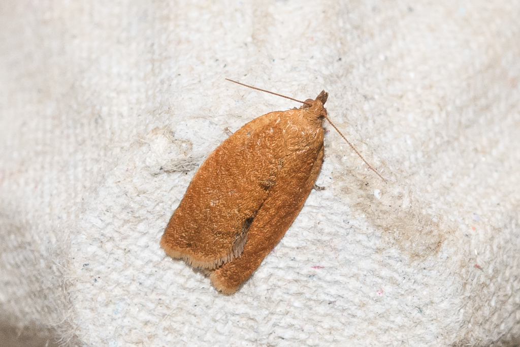 Clepsis consimilana - Catalogue of the Lepidoptera of Belgium