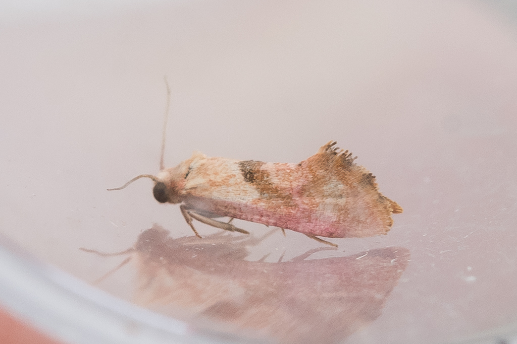 Cochylis roseana - Catalogue of the Lepidoptera of Belgium
