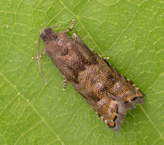 Cydia strobilella - Catalogue of the Lepidoptera of Belgium