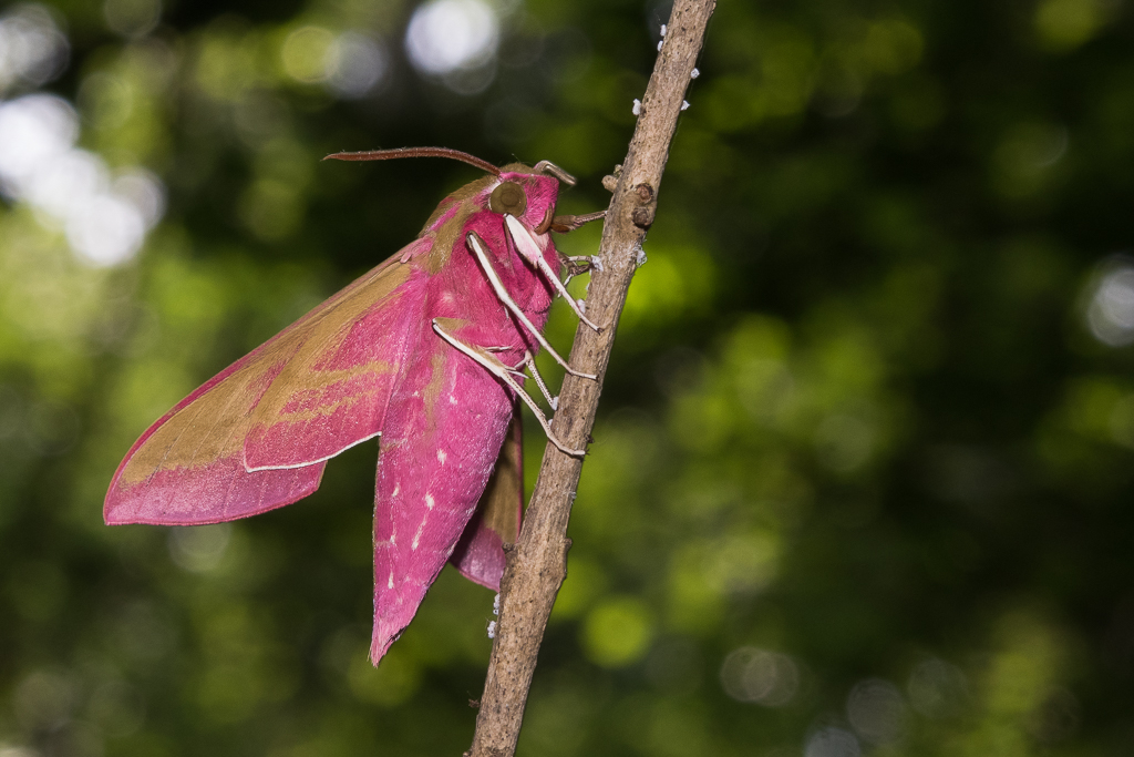 Deilephila elpenor - Catalogue of the Lepidoptera of Belgium