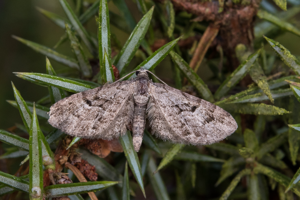 Eupithecia pusillata - Catalogue of the Lepidoptera of Belgium