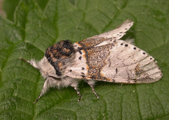 Furcula furcula - Catalogue of the Lepidoptera of Belgium