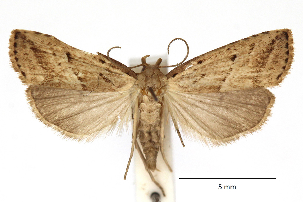 Hypenodes humidalis - Catalogue of the Lepidoptera of Belgium