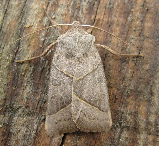 Mesogona Oxalina - Catalogue Of The Lepidoptera Of Belgium