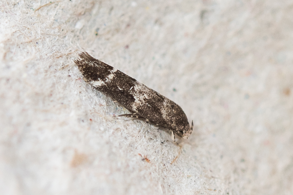 Mompha subbistrigella - Catalogue of the Lepidoptera of Belgium